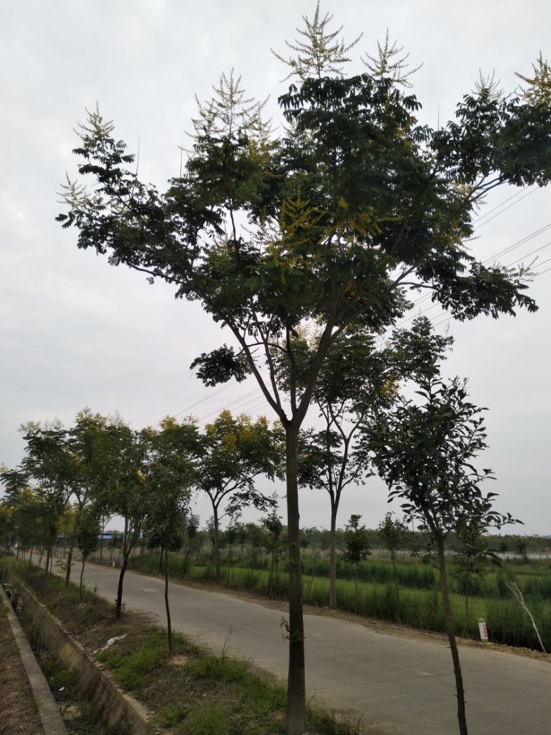 栾树，朴树，三角枫，桂花树