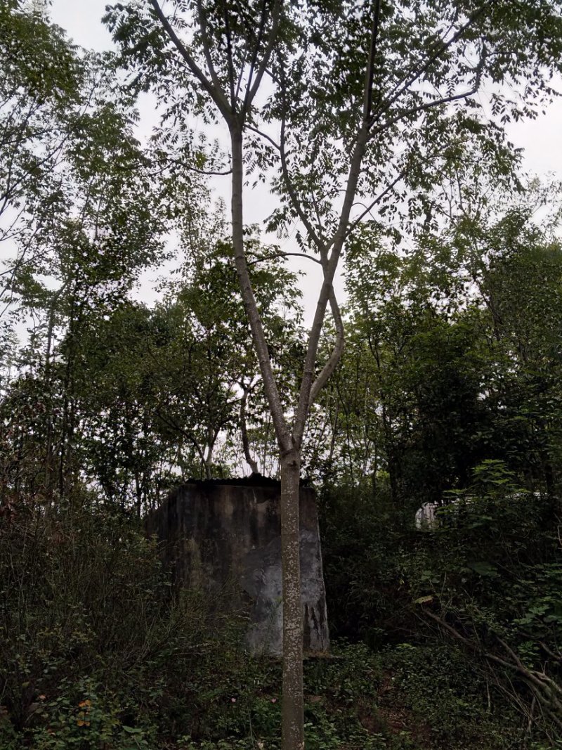 栾树，朴树，三角枫，桂花树