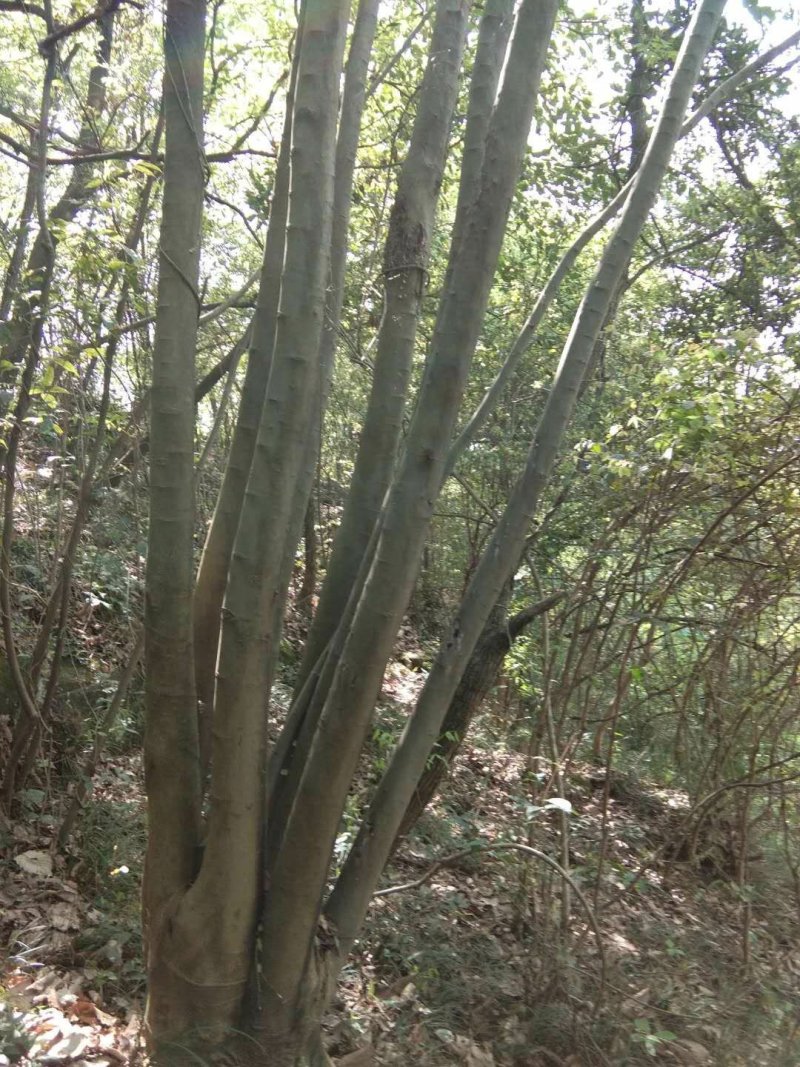 栾树，朴树，三角枫，桂花树