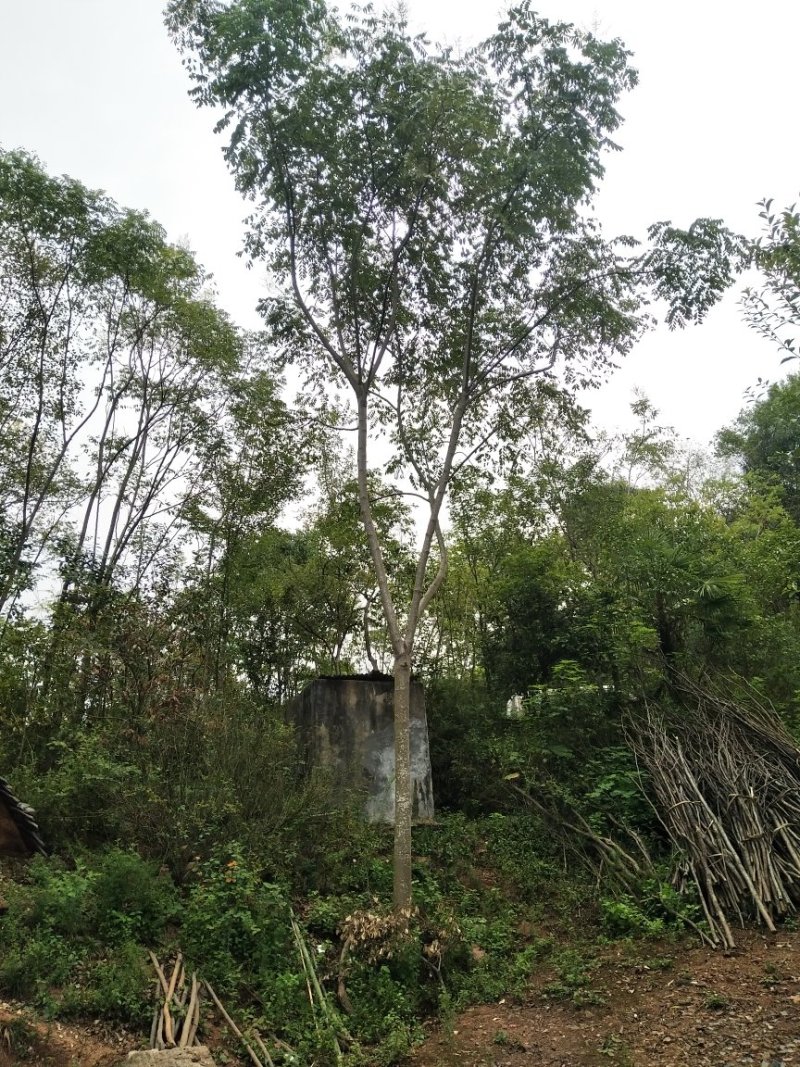 栾树，朴树，三角枫，桂花树