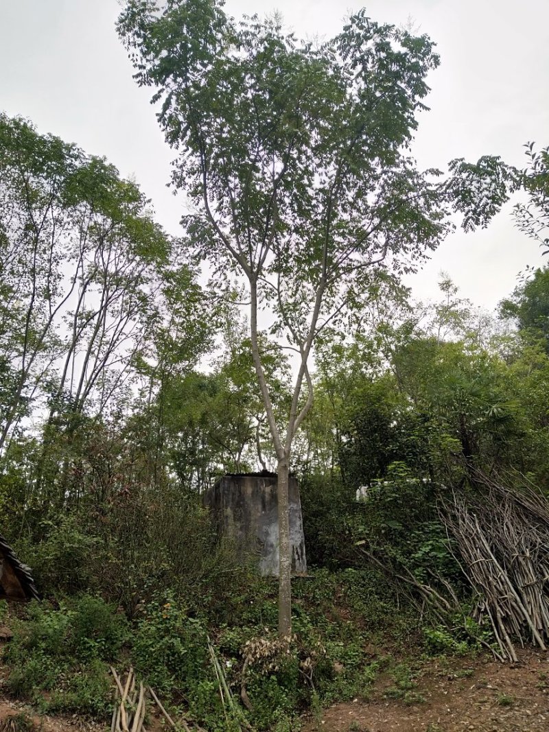 栾树，朴树，三角枫，桂花树