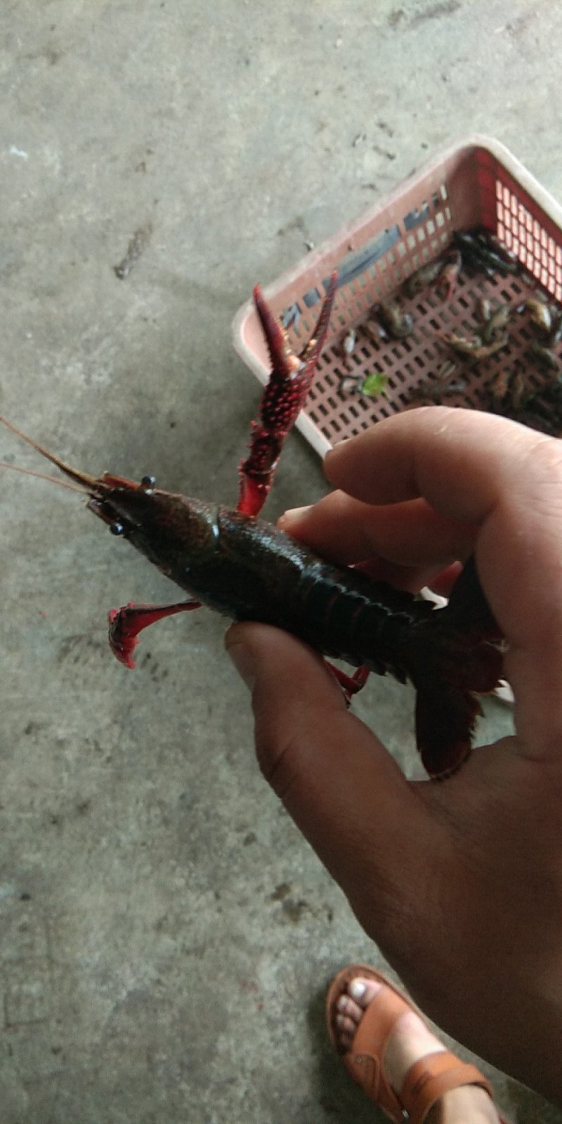 湖北洪湖大型湖区精品种虾，虾苗大量出售！清水湖区优质苗种