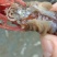 湖北洪湖大型湖区精品种虾,虾苗大量出售!清水湖区优质苗种