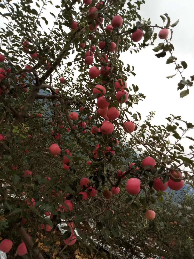 红富士苹果，阳光果，套袋果，欢迎各界朋友选购