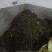 麻城板栗炒栗种特选