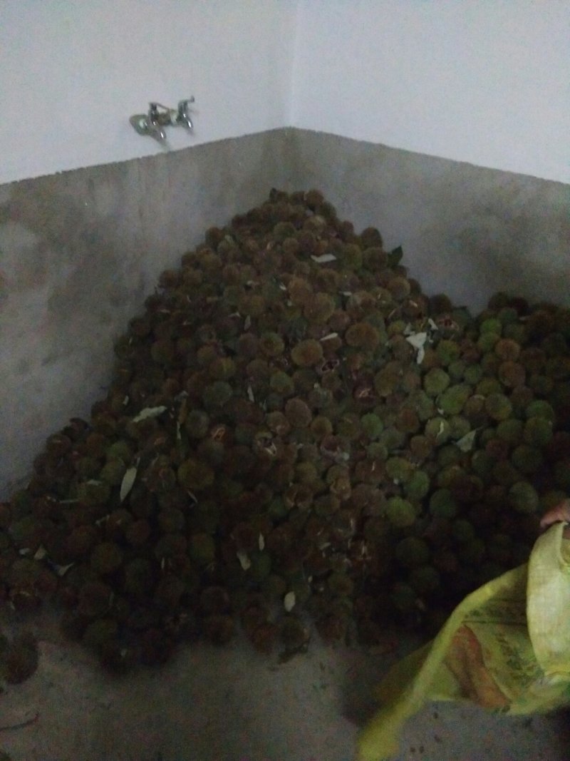 麻城板栗炒栗种特选