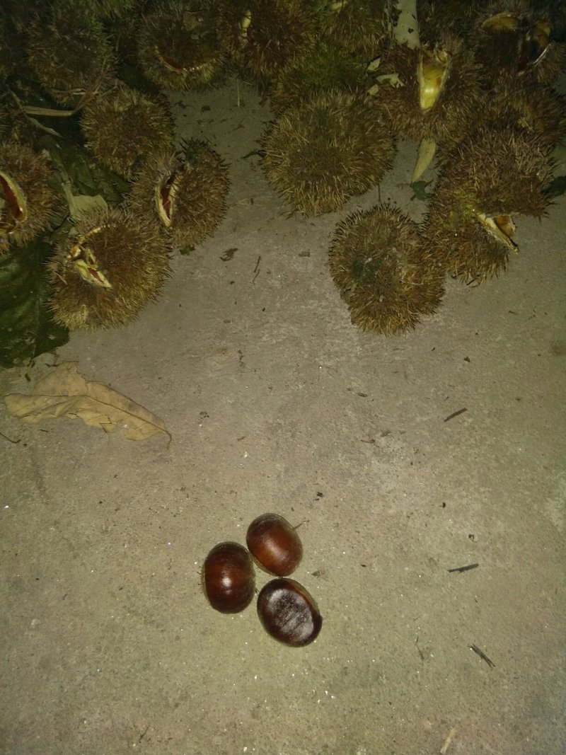 麻城板栗炒栗种特选