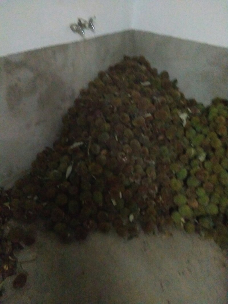麻城板栗炒栗种特选