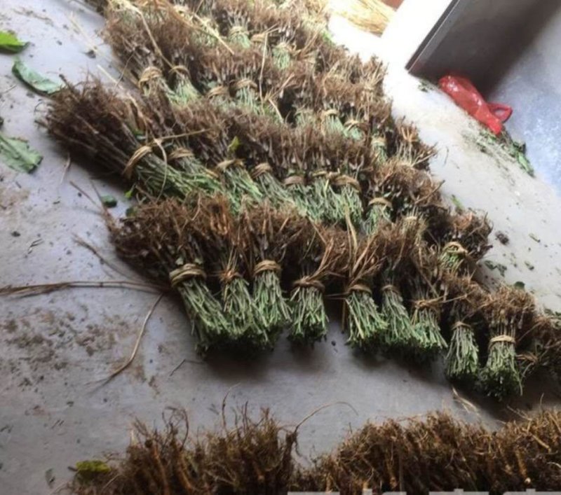 嫁接桑葚苗无籽大十台湾长果