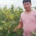 嫁接板栗苗泰山一号板栗苗大红袍板栗苗