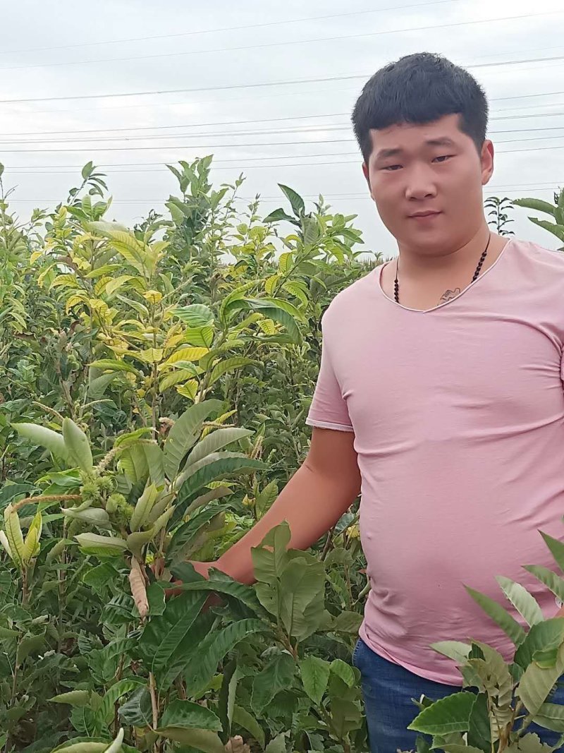 嫁接板栗苗泰山一号板栗苗大红袍板栗苗