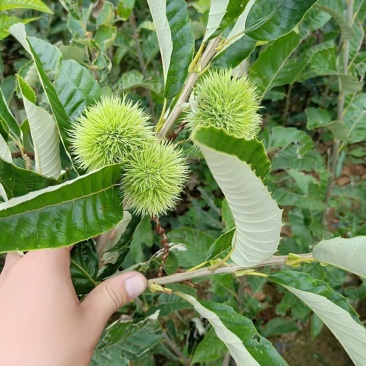 嫁接板栗苗泰山一号板栗苗大红袍板栗苗