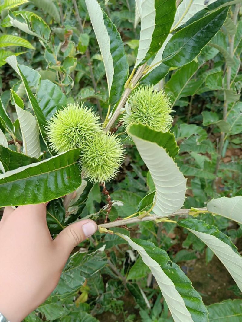 嫁接板栗苗泰山一号板栗苗大红袍板栗苗
