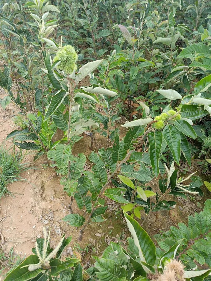 嫁接板栗苗泰山一号板栗苗大红袍板栗苗