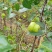 葫芦枣苗