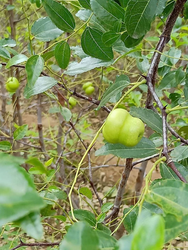 葫芦枣苗