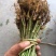 红果2号桑葚苗无籽大十果桑苗