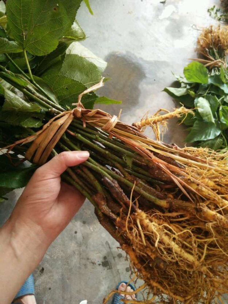红果2号桑葚苗无籽大十果桑苗