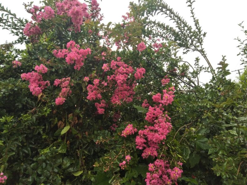 奇花异木，苗木