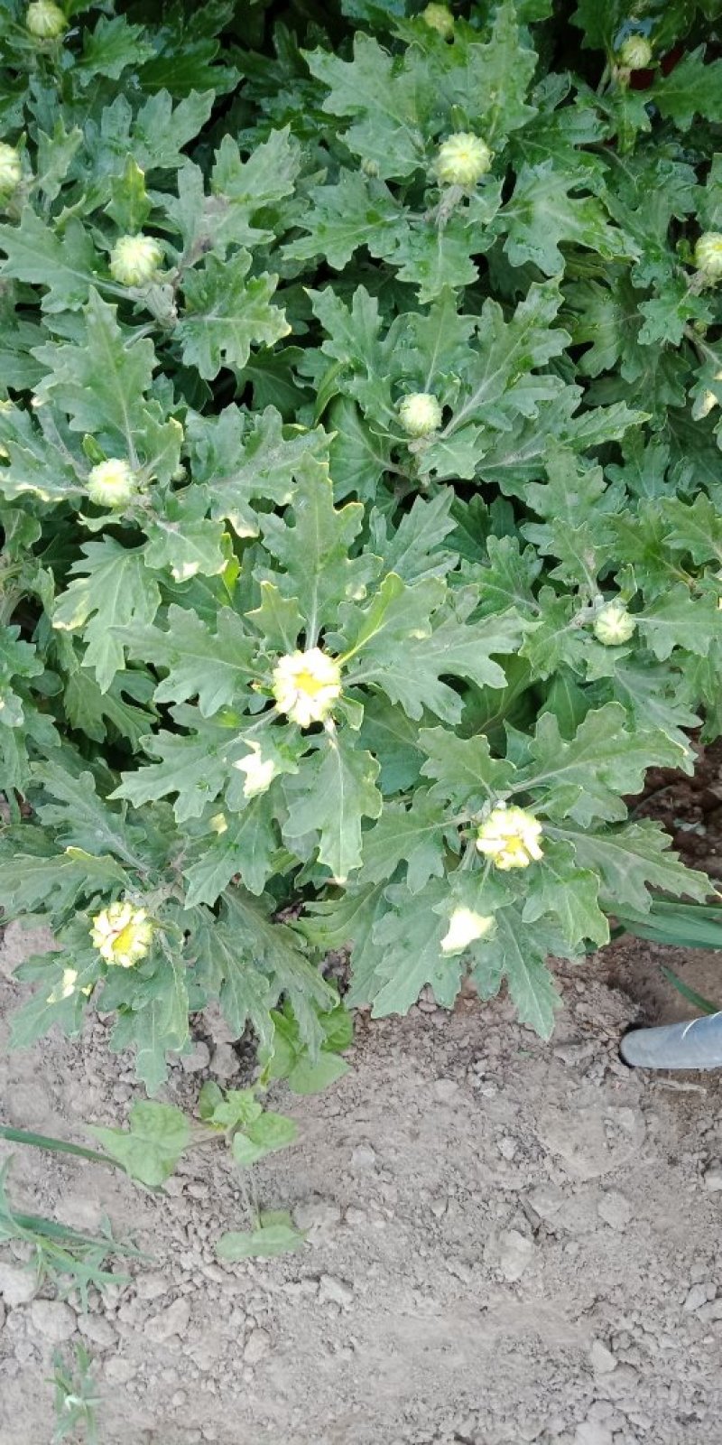 基地直供菊花