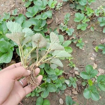 甜查理草莓苗