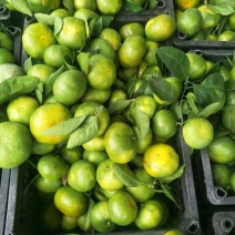 大丰蜜橘大量上市果面干净甜度很好一级好货
