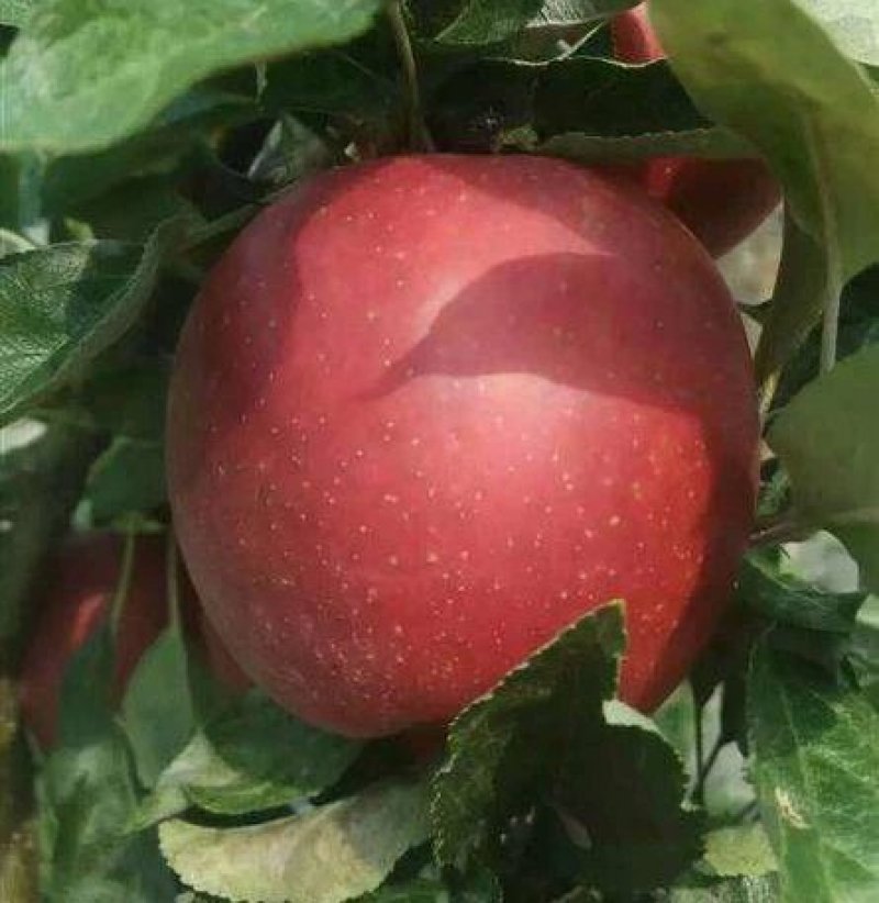 红肉苹果苗