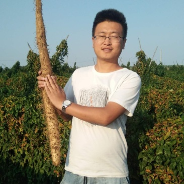 白玉山药3~4厘米一级通货,日本白山药