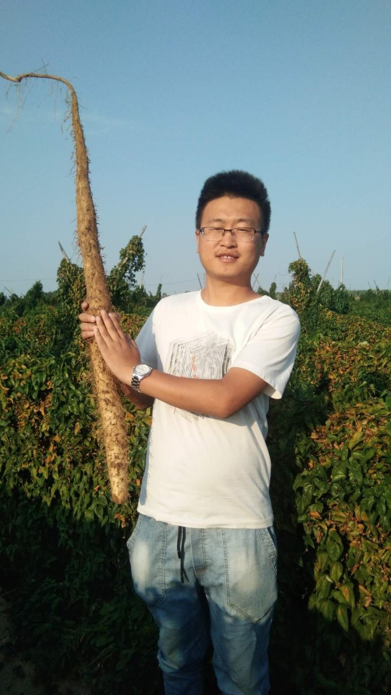 白玉山药3~4厘米一级通货，日本白山药
