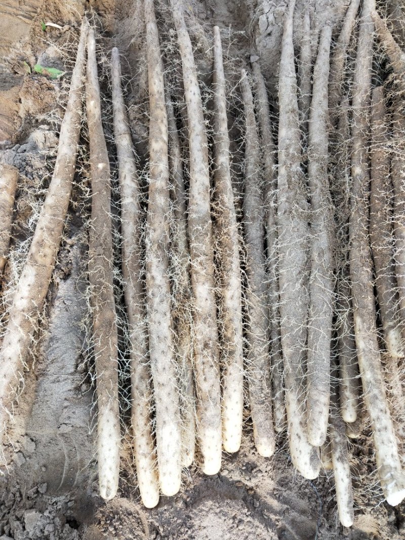 白玉山药3~4厘米一级通货，日本白山药
