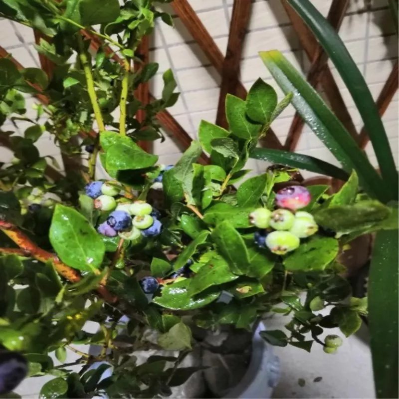 蓝丰蓝莓苗