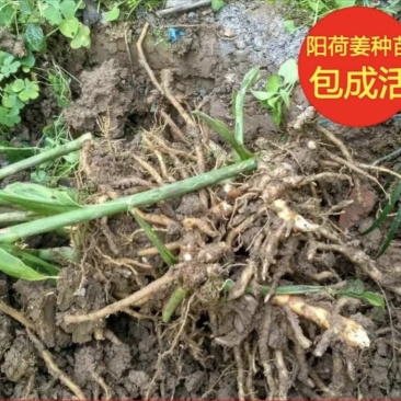 阳荷种子