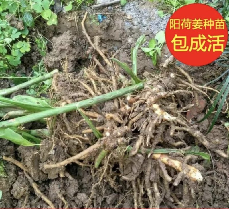 阳荷种子