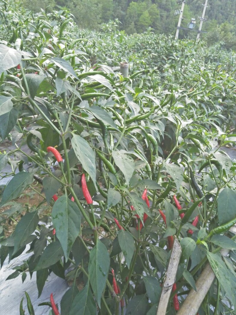 指天椒