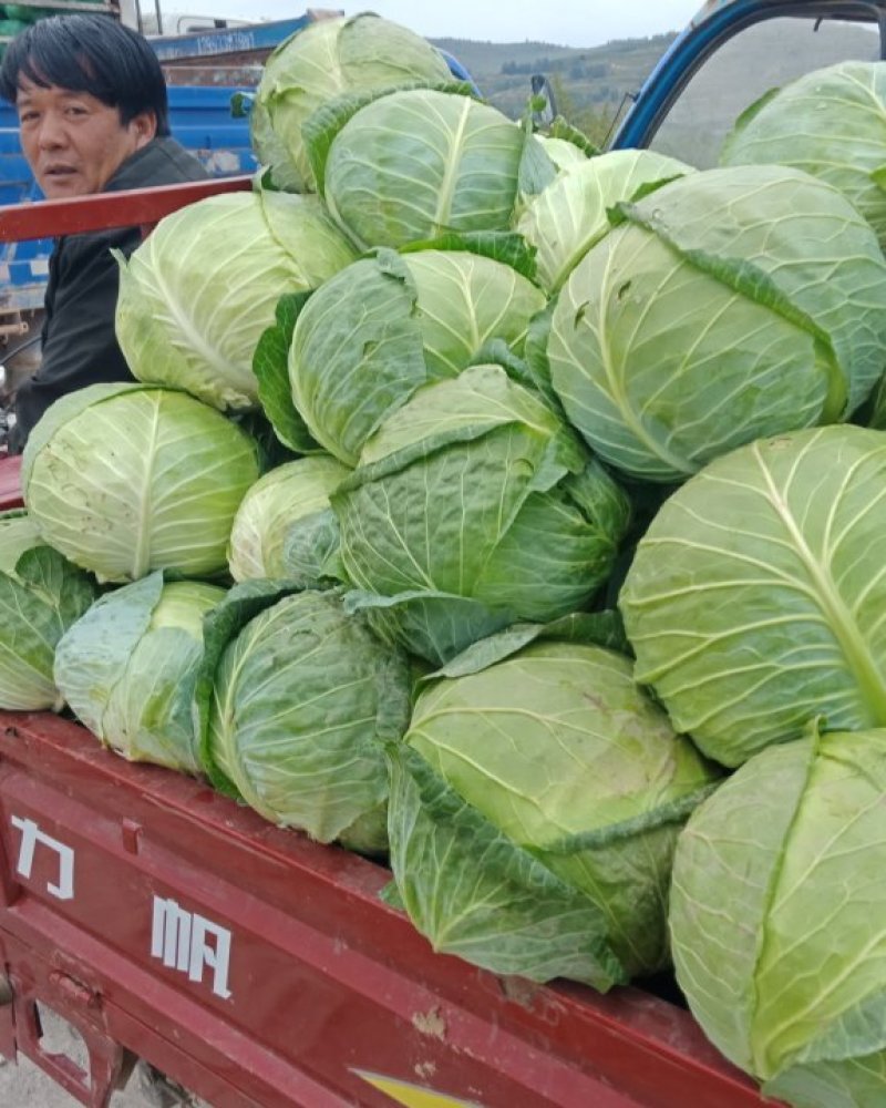 圆苞菜白菜大量上市