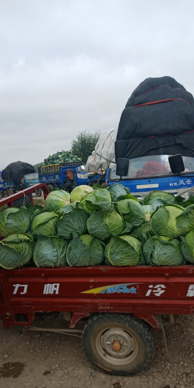 圆苞菜白菜大量上市