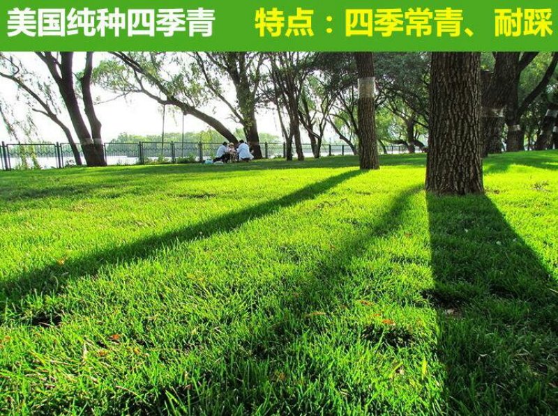 草坪种子护坡种子保证发芽率狗牙根高羊茅黑麦草种子