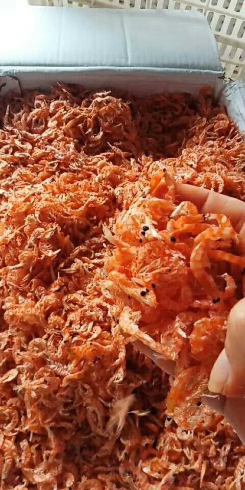 南极磷虾
