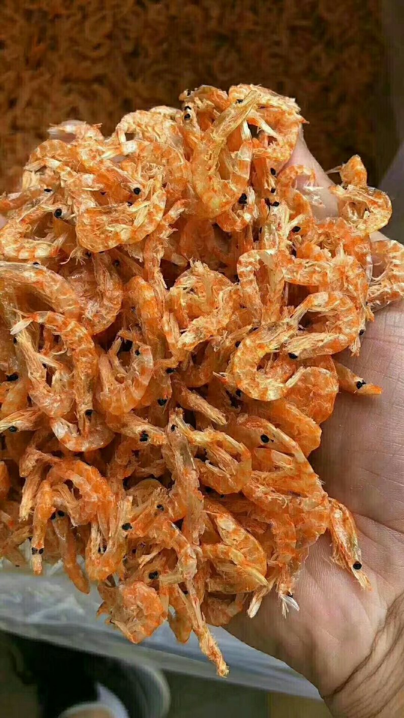 南极磷虾
