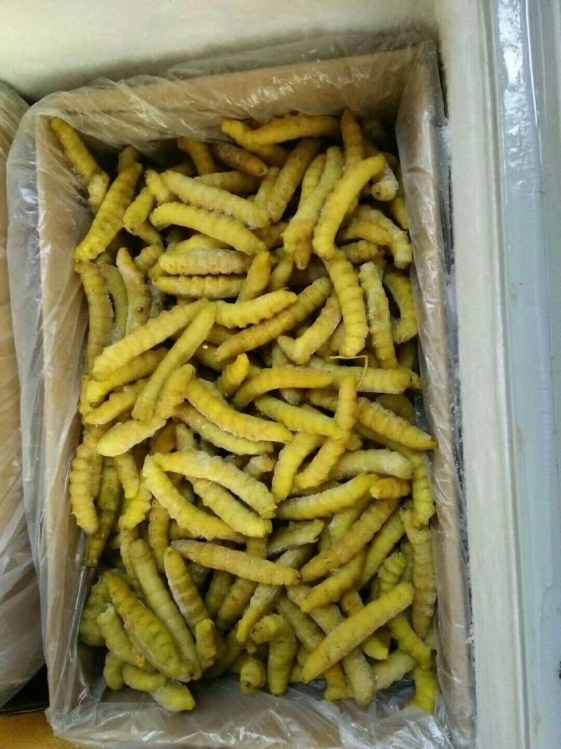 豆虫，今年新货，单体熟冻，散装，个头均匀颜色浅黄，肉质饱