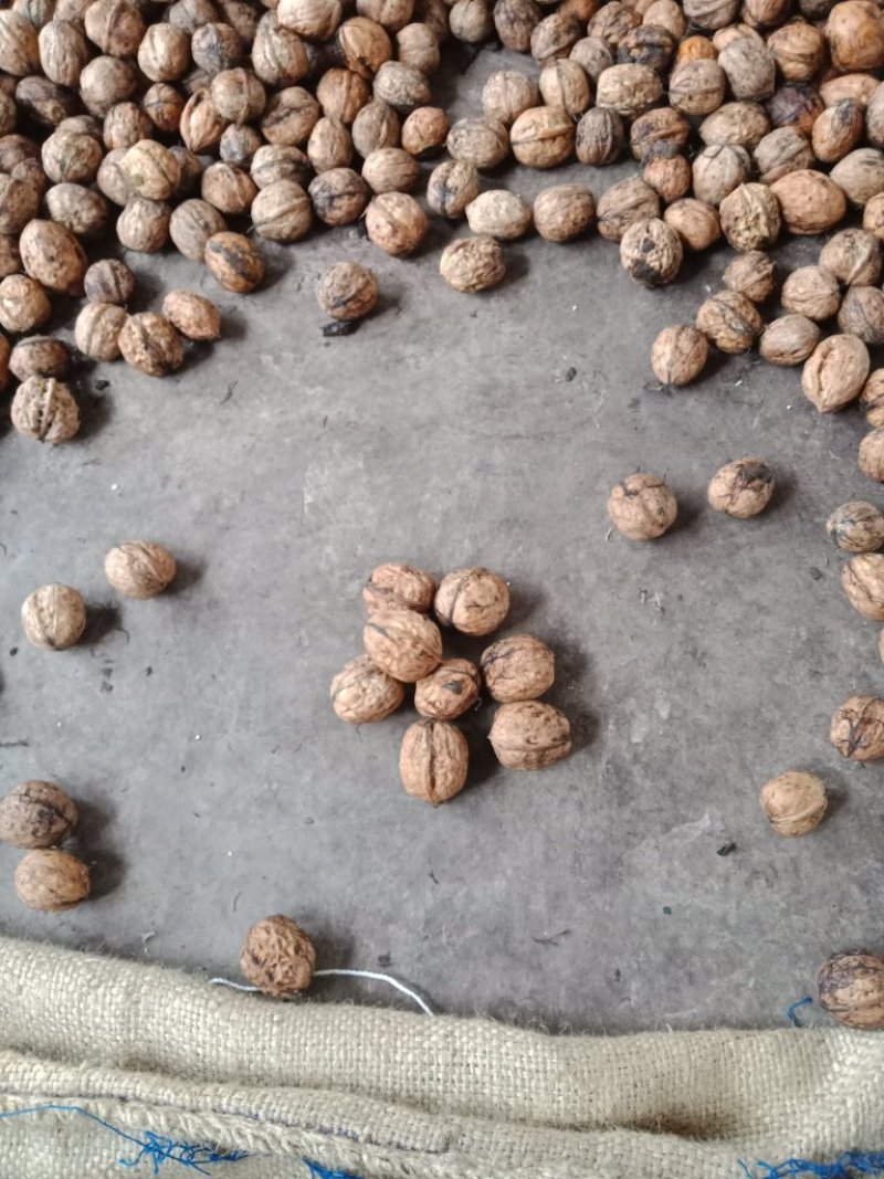 大凉山特色核桃仁