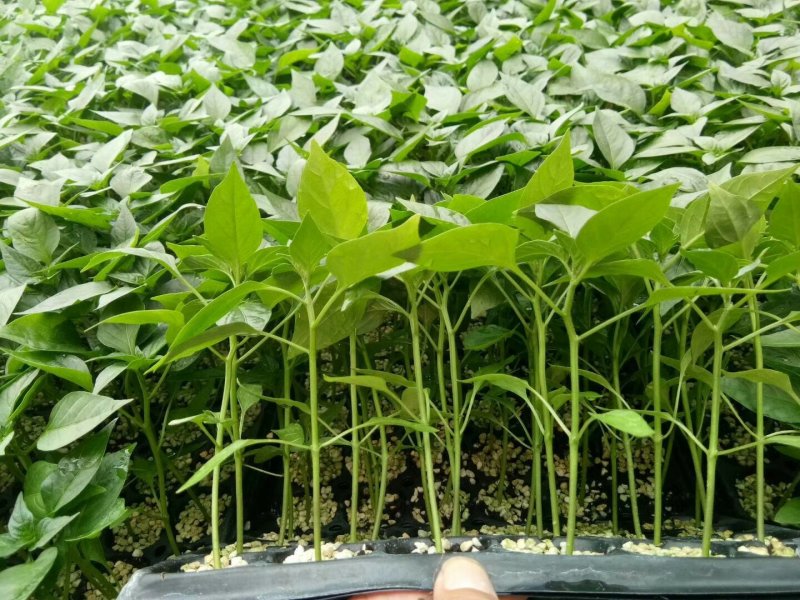薄皮椒苗牛角椒苗甜椒苗方椒苗菜椒苗泡椒苗