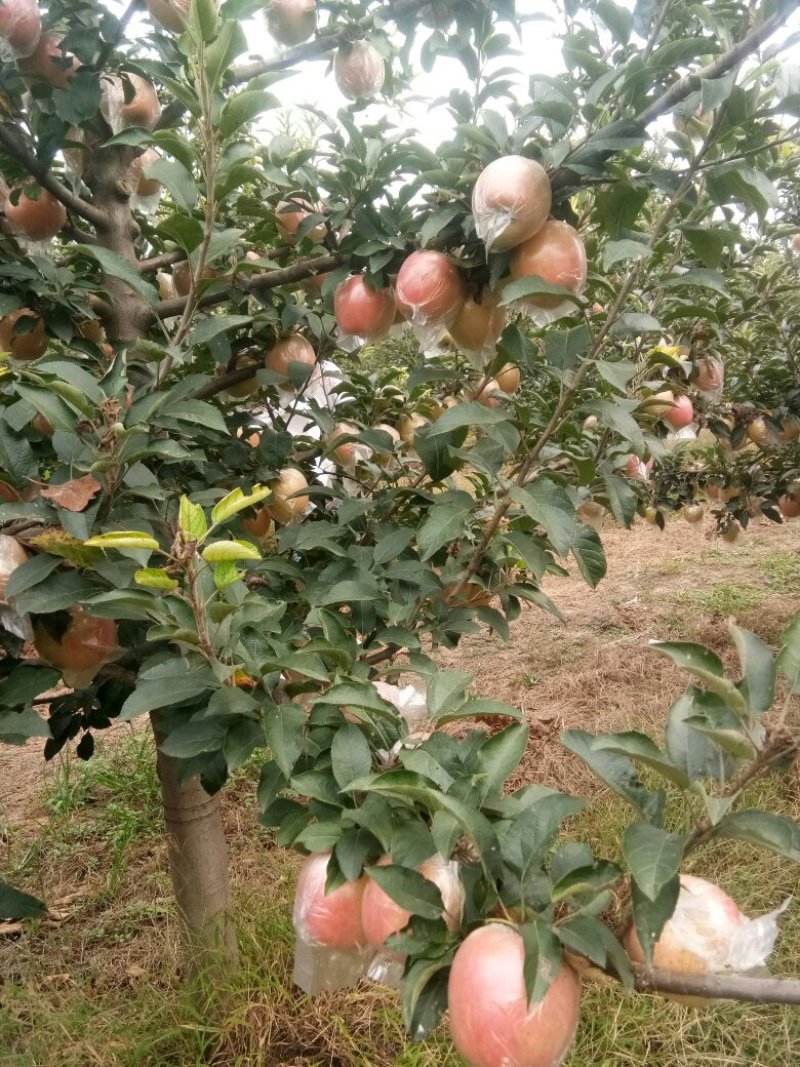大量供应富士苹苹果，膜袋果大量供应