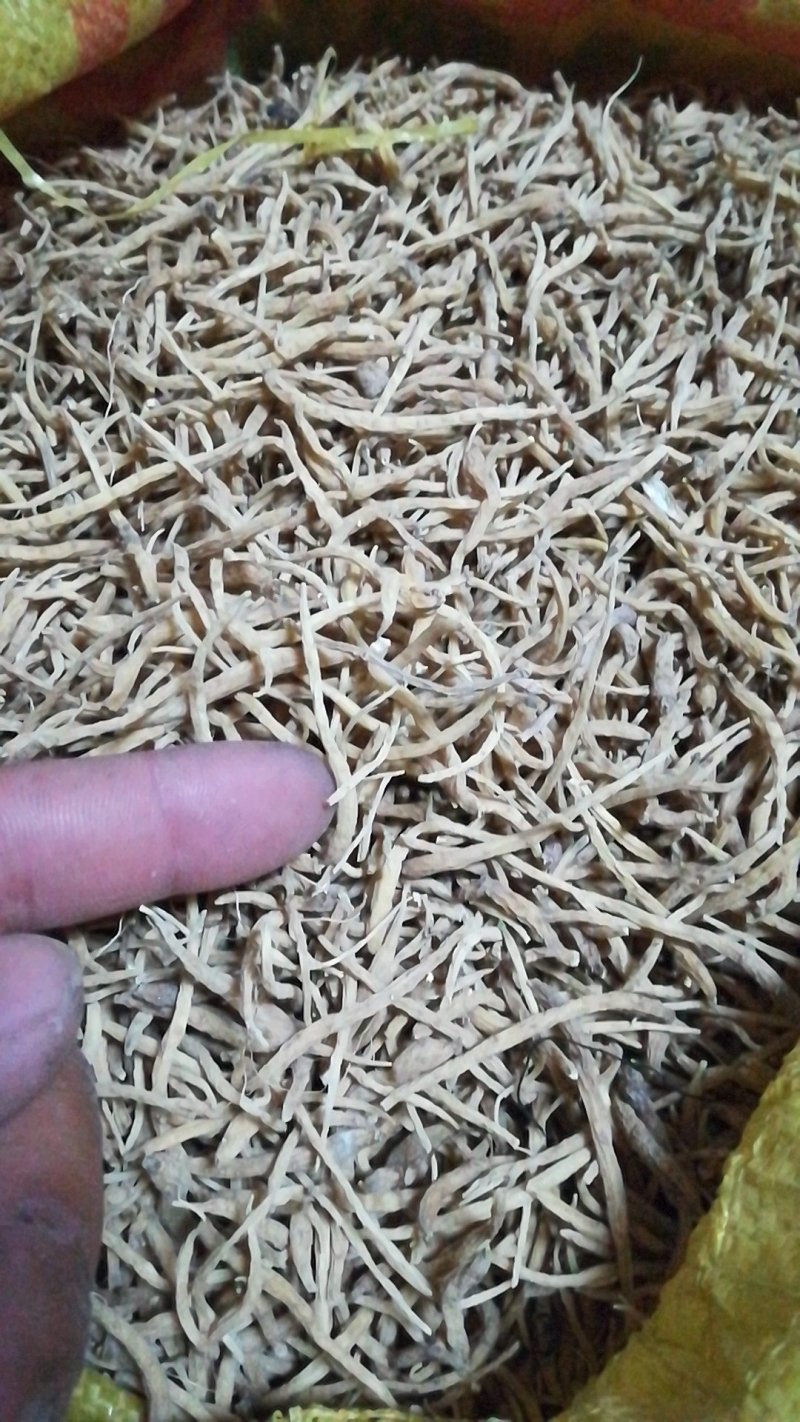 太子参干货，籽，秧苗