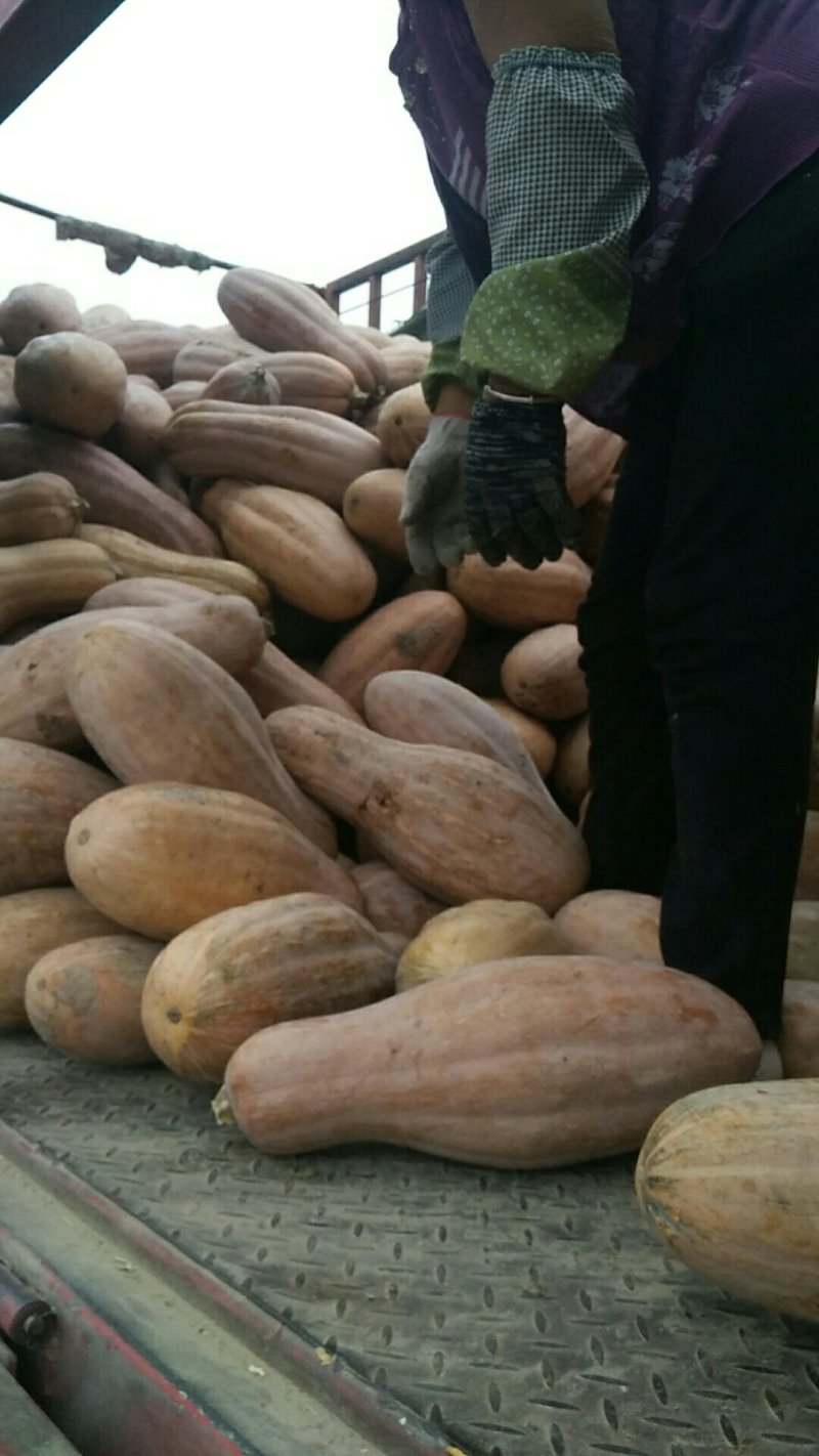 特尤，金寒蜜本老南瓜，有要的请联系，！！！！！