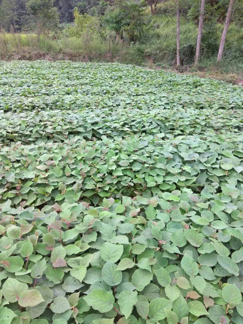 密核桃苗