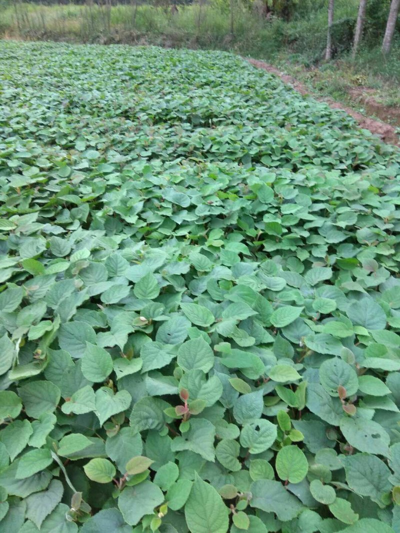 密核桃苗