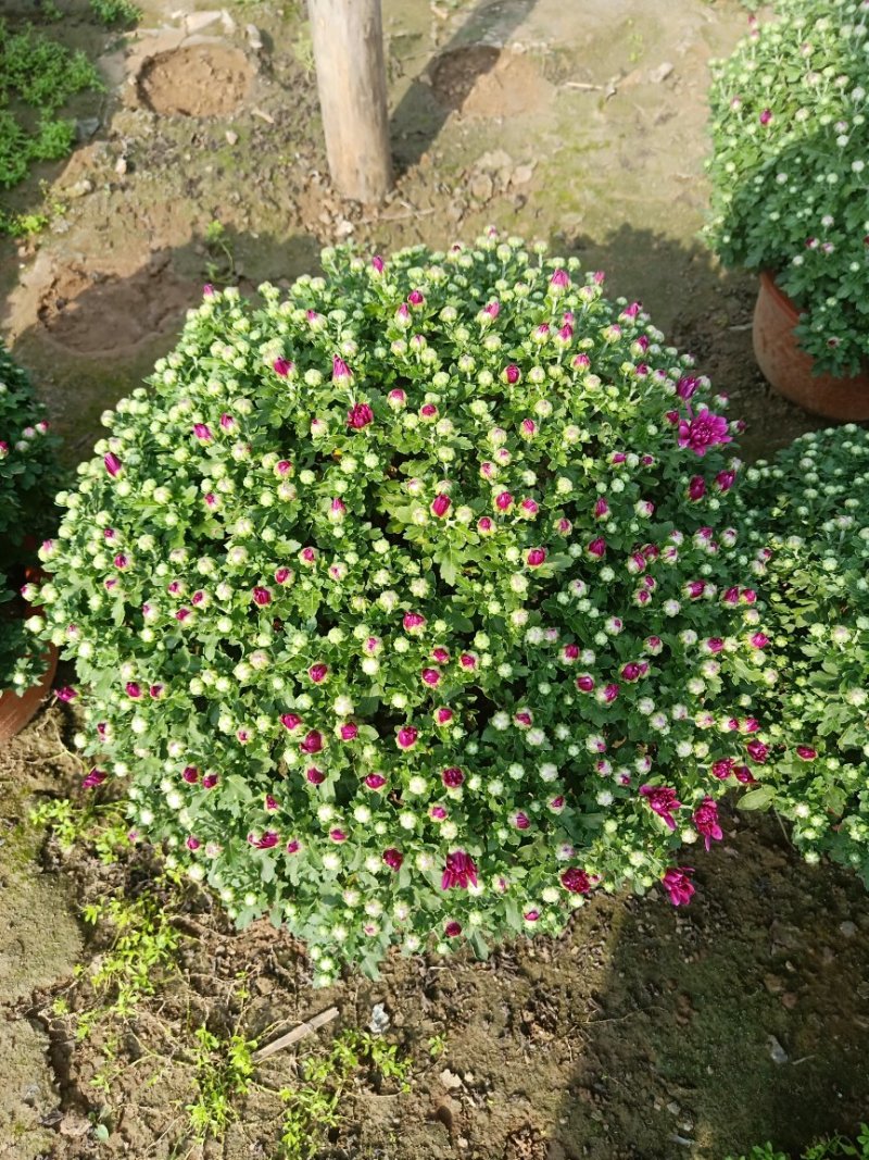 国庆菊观赏菊大菊花九月菊菊球
