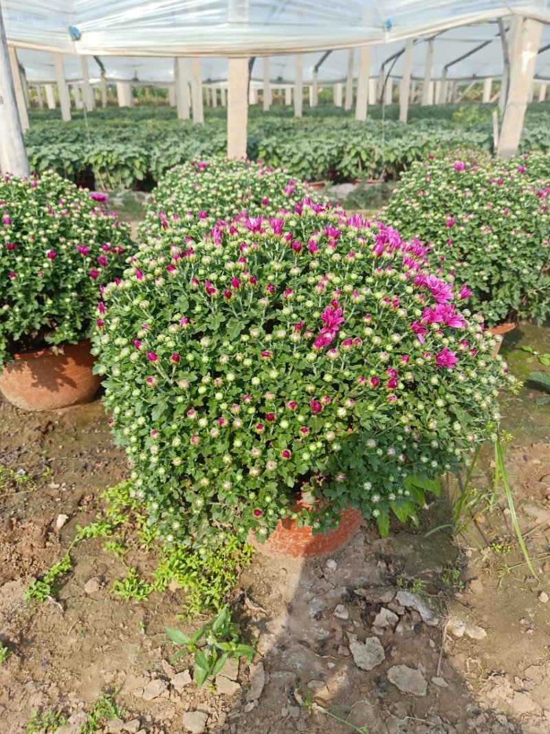 国庆菊观赏菊大菊花九月菊菊球