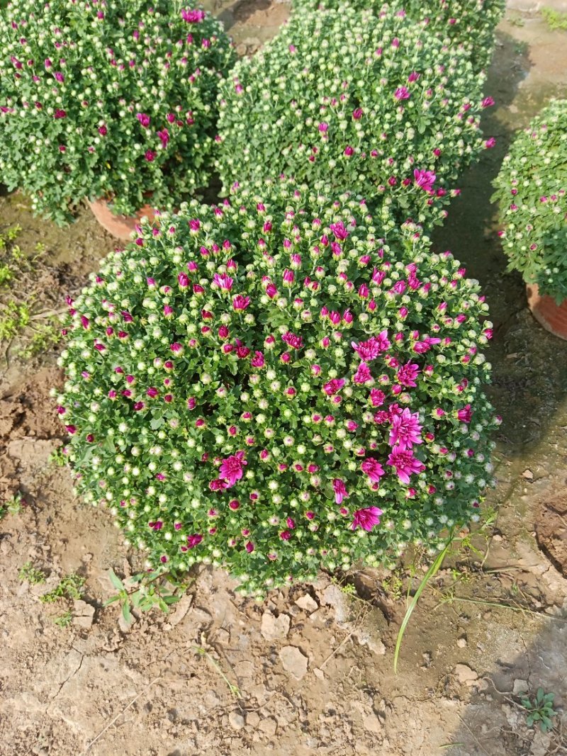 国庆菊观赏菊大菊花九月菊菊球